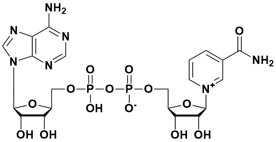 53-84-9 烟酰胺腺嘌呤双核苷酸 beta-diphospho  欢迎