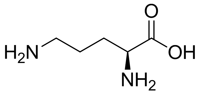 鸟氨酸|l-ornithine|70-26-8|adamas|98% |rg|25g